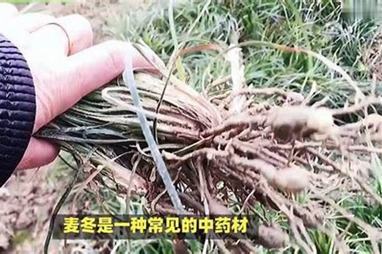 麦冬怎么种