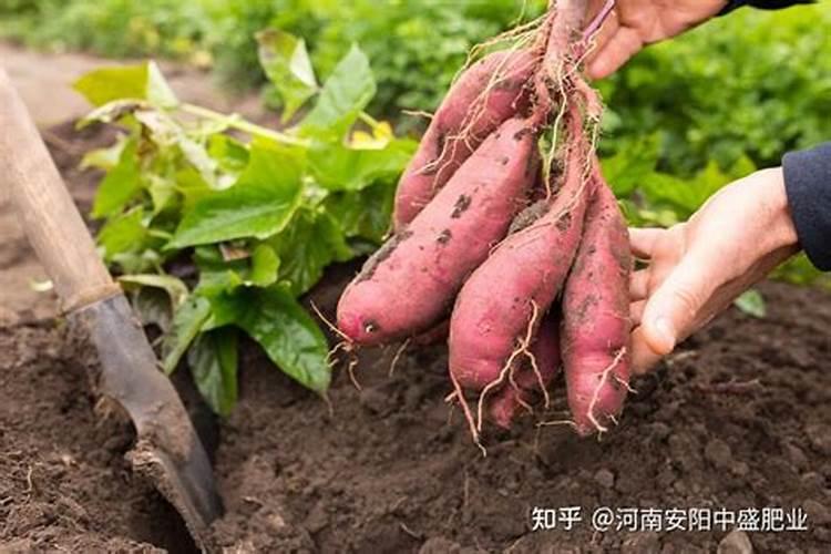 红薯的滋养秘诀：科学施肥，收获满满