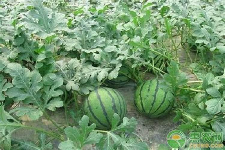 金帅2号（西瓜）的产量、特性与栽培要点
