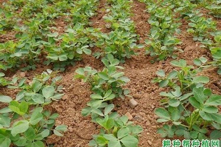 花生后期病害如何防治，花生后期病害防治技术？