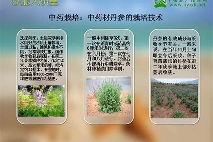 中药材种植的关键要素：确保品质与可持续性
