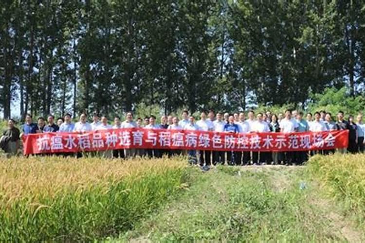 绿色守护：自制农药在稻瘟病防治中的卓越贡献