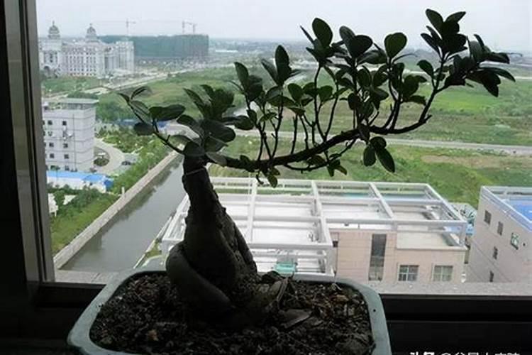 请教盆景榕树这事什么病虫？