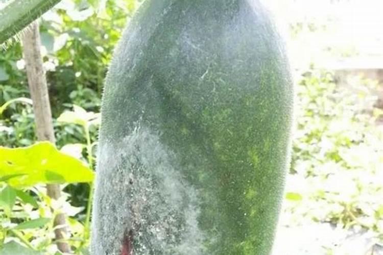 冬瓜绵疫病防治攻略：药物选择与应用