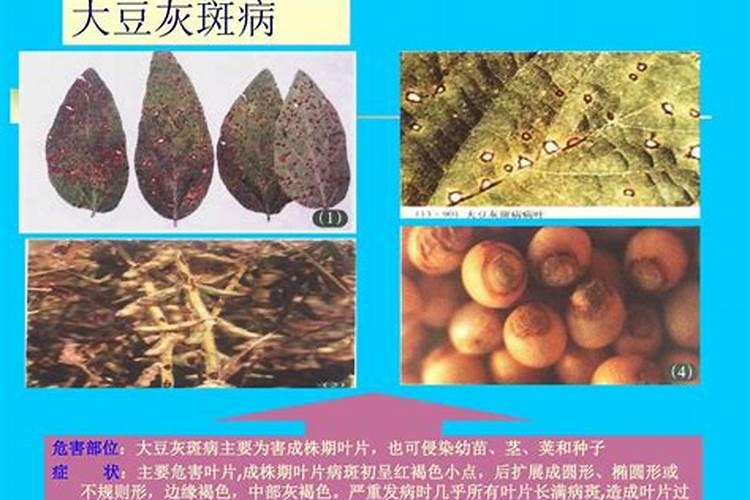 哪些大豆病虫害危害造成减产严重？