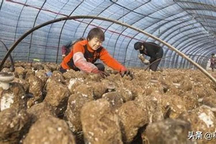 菌袋成品率低、污染的根源有哪些？