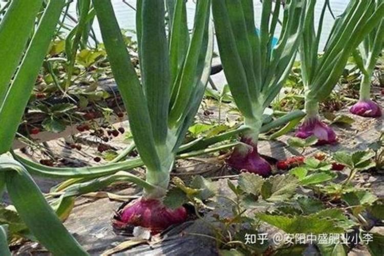 有机洋葱如何施肥可以增产？有机洋葱施肥技术
