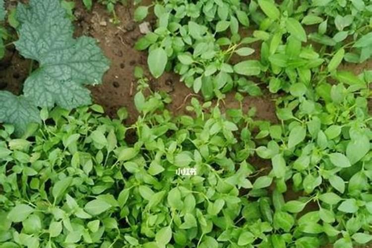 如何种植荆芥