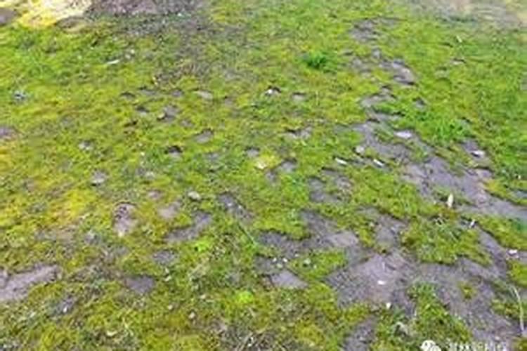 技术分享：草坪长青苔如何处理？