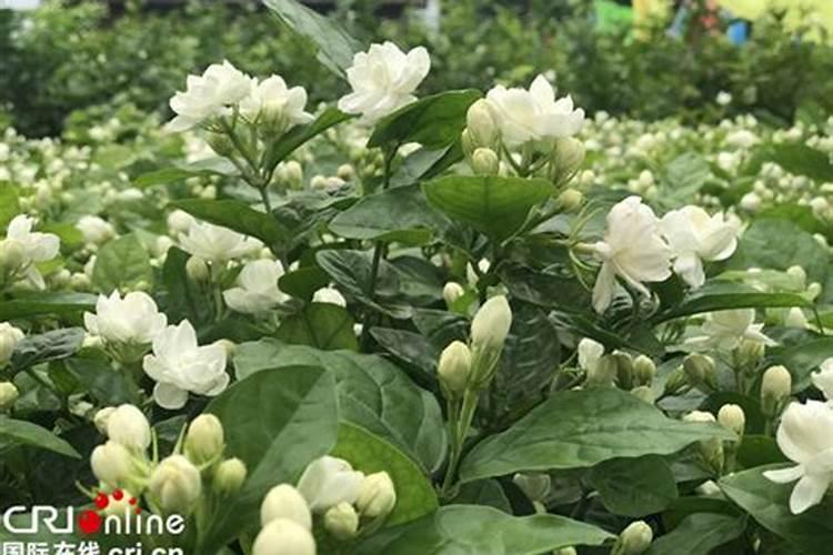 茉莉花都已发芽了,却又枯死了,是怎么回事呢？