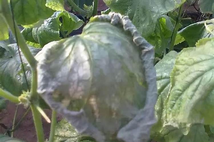 掌握科技，守护绿意：蔬菜苗期病害防治全攻略