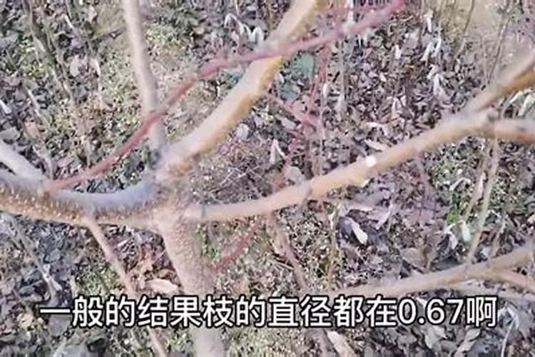 桃种植的冬剪技术