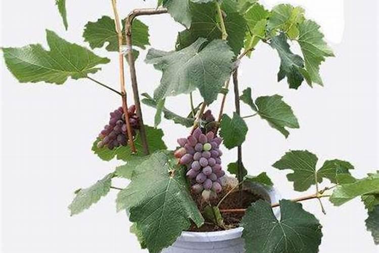 盆栽葡萄的肥水管理：掌握关键步骤，培育健康繁盛的果实