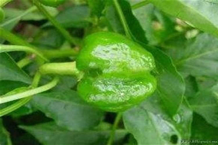 越冬辣椒僵果发生原因及预防办法？