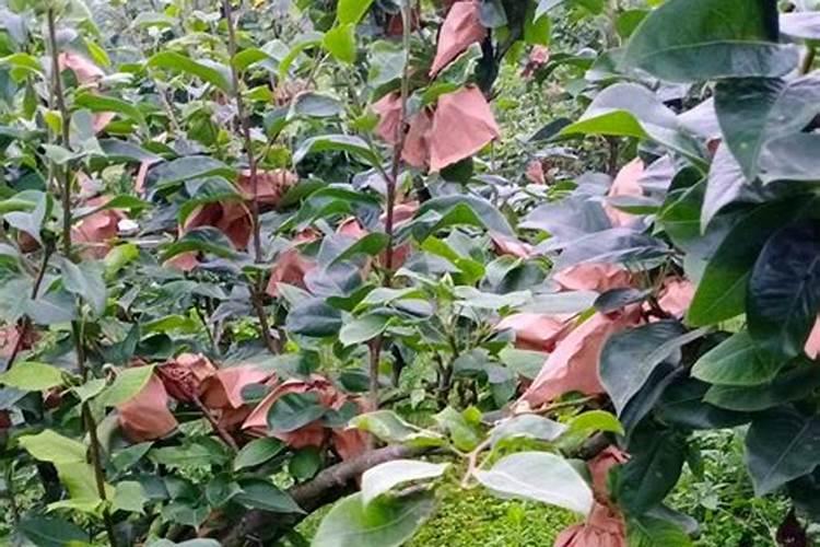 果树肥害的预防和补救措施