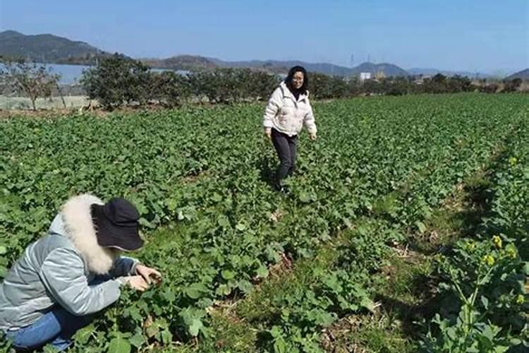 油菜若有草害发生一定要及时防治