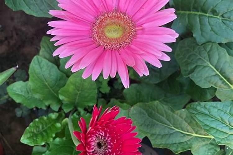 非洲菊病害防治：明智选择农药的策略