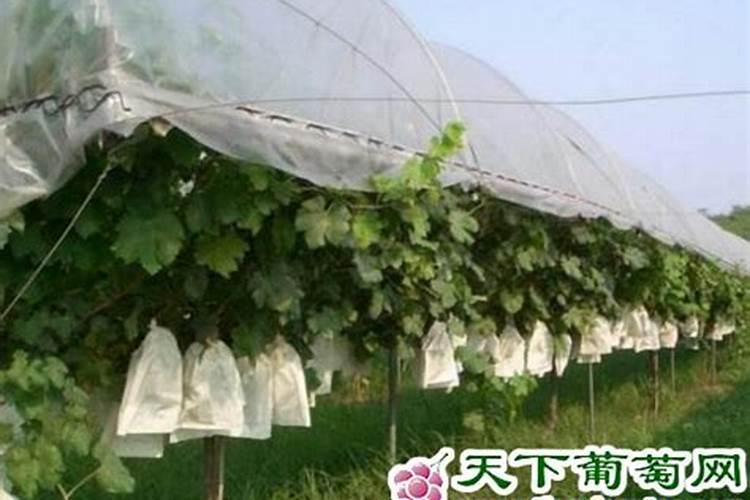 葡萄园的守护伞：探索避雨栽培技术