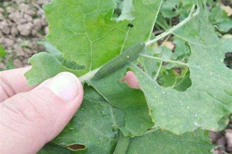 守护绿色宝藏：油菜蚜虫与病毒病的防治策略
