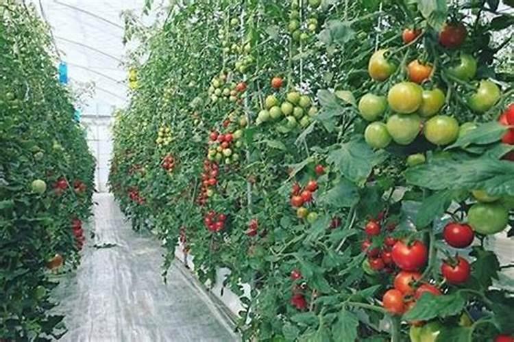 夏季保护地番茄栽培的关键技术探秘
