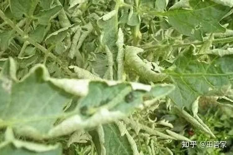 西红柿黄叶卷叶是怎么了？西红柿黄叶卷叶的原因