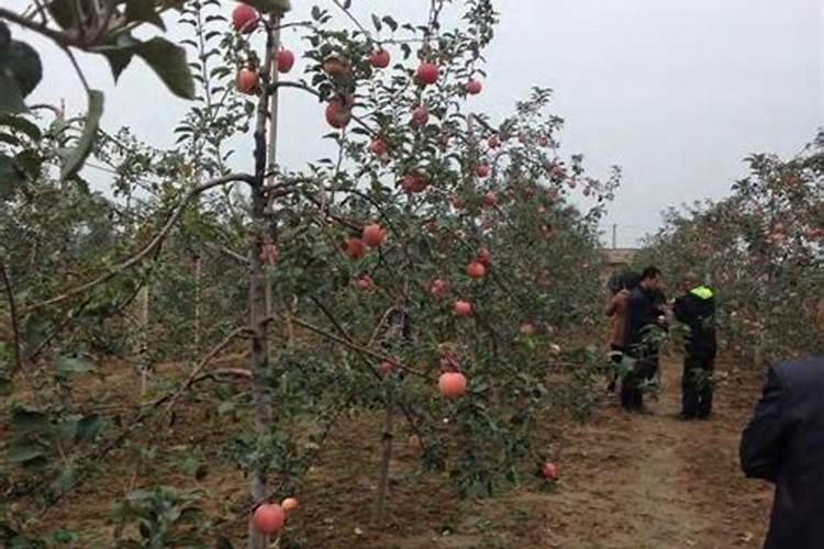 矮化苹果树早衰的原因有哪些？如何正确应对？