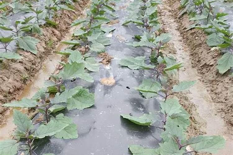 怎样利用沼渣、沼液给蔬菜施肥？