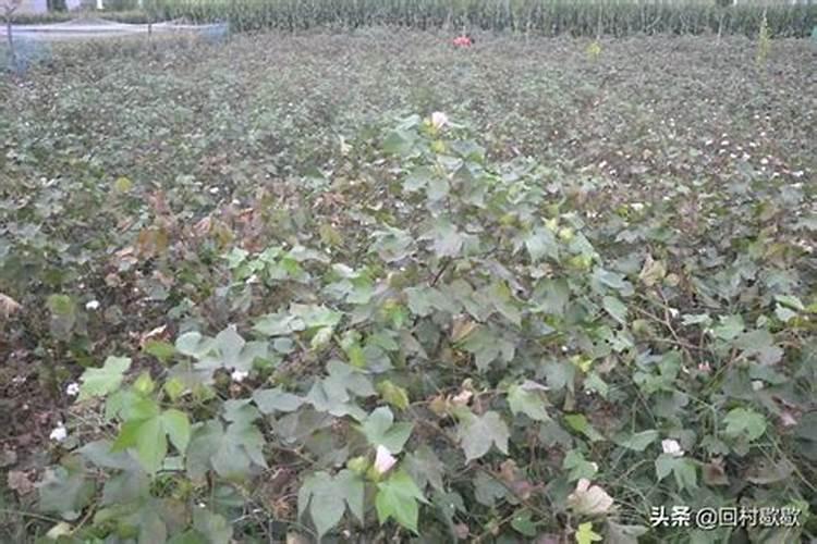 田野守卫者：棉花早衰的防治策略解析