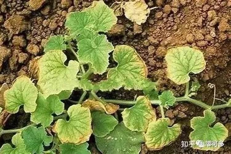 农作物常见缺肥症状