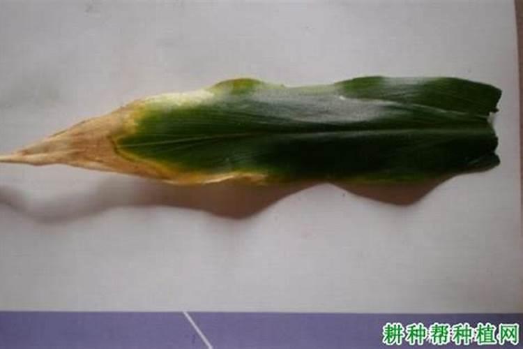 生姜叶枯病的识别与防治指南
