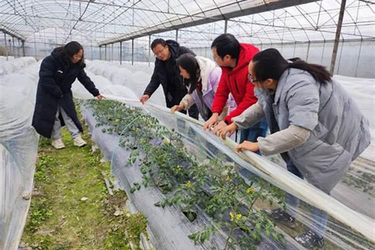 冰封世界下的绿色防线：蔬菜抗雪防冻技术措施揭秘