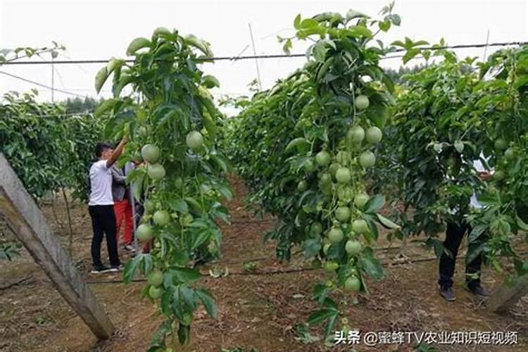 百香果种植技术与管理：根据果树生长情况及时浇水
