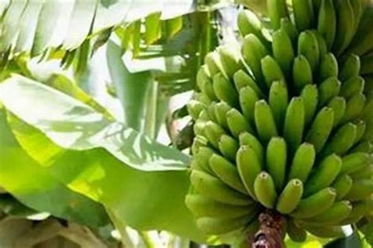 海南适合种植哪些水果，海南有哪些气候特点？