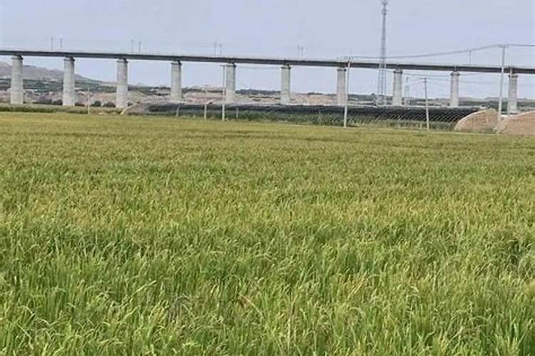 稻香未来：水稻成熟前夕的农药施用与影响