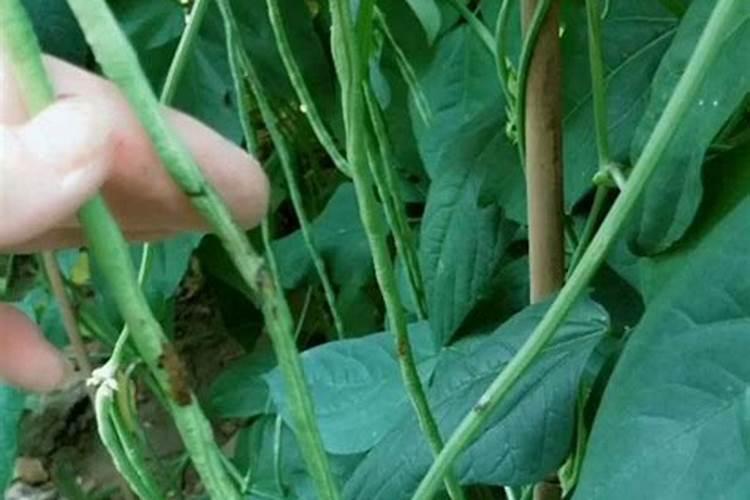 豆角钻心虫防治：用药须知与实践策略