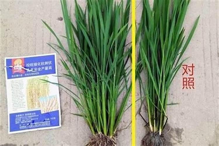 在水稻种植过程中，什么是无效分蘖？