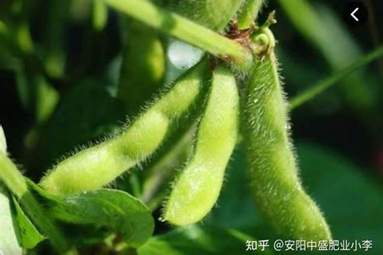 大豆如何科学施肥？大豆施肥技术要点