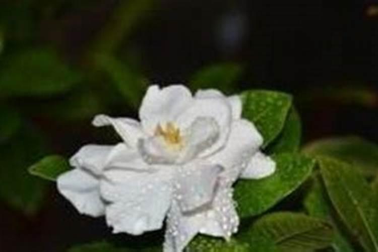 栀子花白粉病：识别与治理攻略