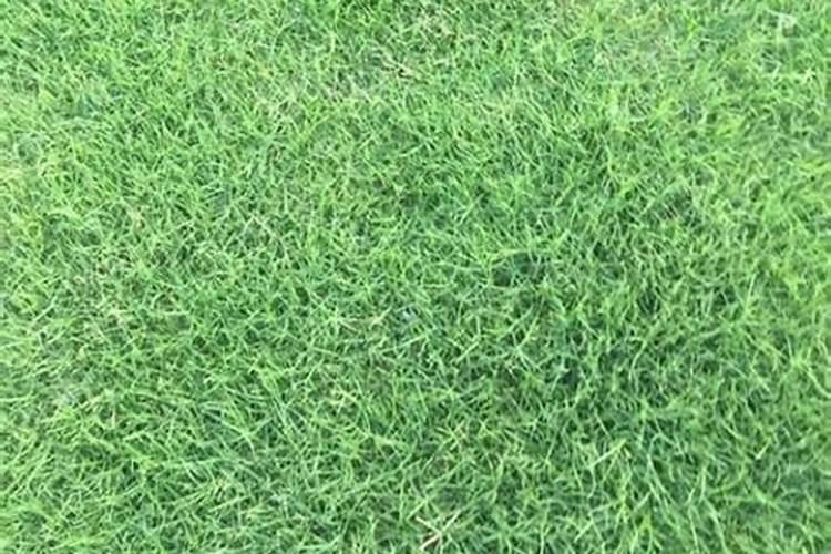 百慕大混播黑麦草草坪中杂草丛生，怎么解决才好？