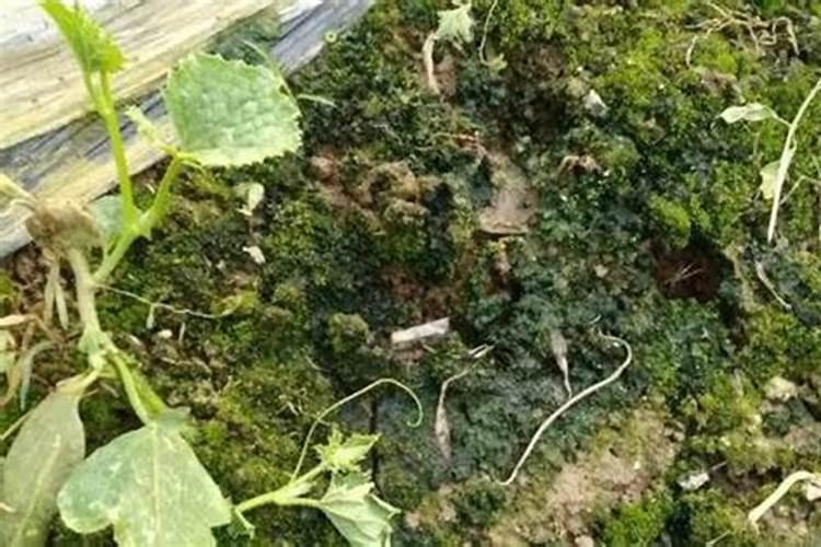 土壤长青苔什么原因，大棚内长青苔怎么办？