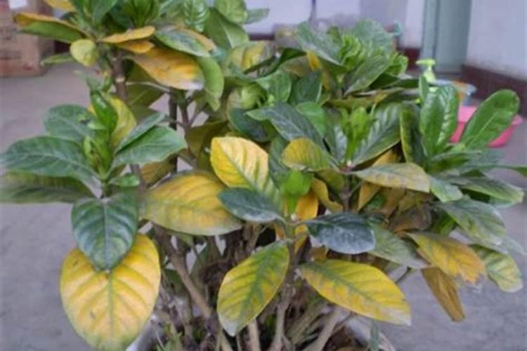 花卉植物的叶子发黄是什么原因？