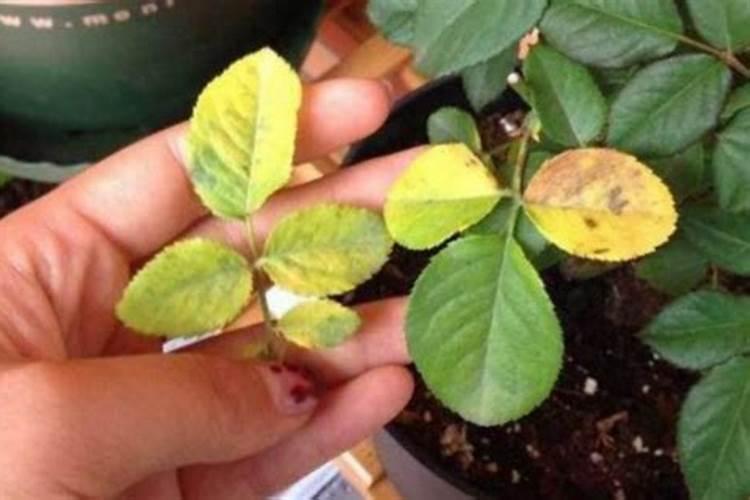 植物叶子黄边怎么回事？
