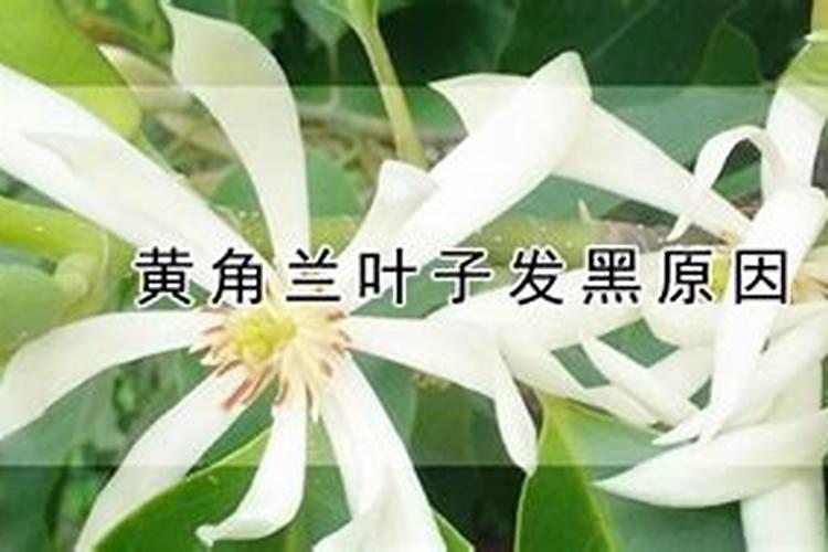 黄角兰叶子发黑原因