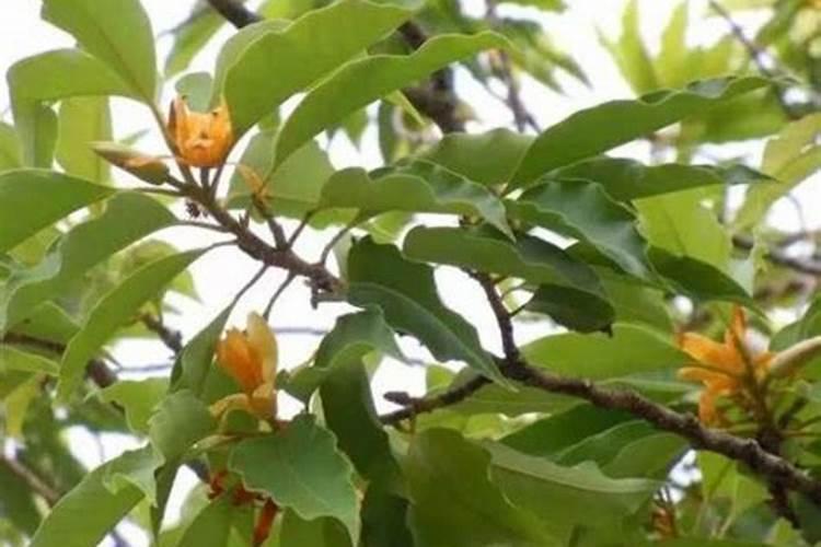 黄桷兰叶子边缘烧焦怎么办(教你养黄桷兰的窍门)