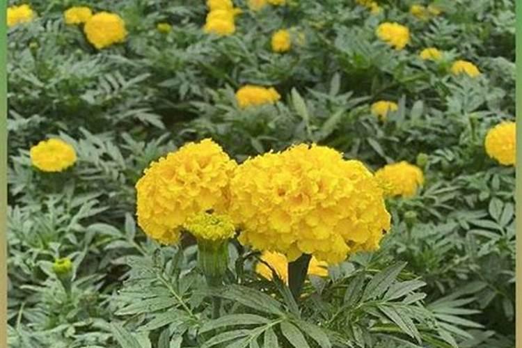 万寿菊什么时候种植好？万寿菊的种植时间和方法