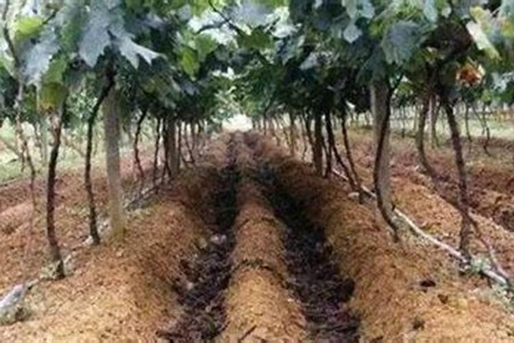 葡萄园基肥施用的艺术：方法与注意事项全解析？