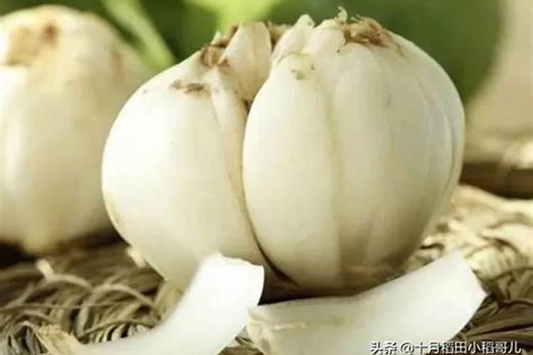 百合不长根的原因是什么？