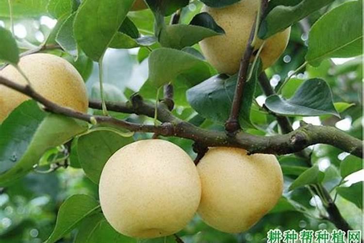梨果成熟期如何防鸟害？