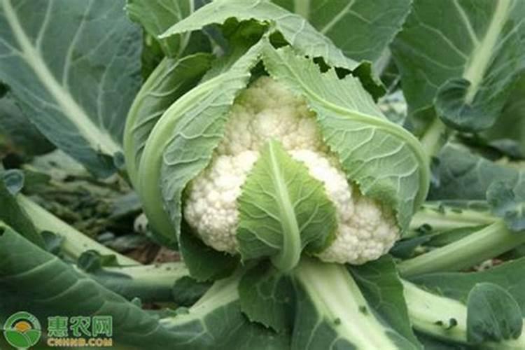 花菜如何施肥，施什么肥？