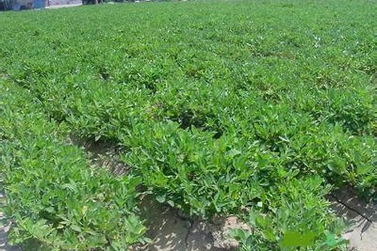 苍术苗期用什么叶面肥效果好？